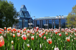 Red and white tulips in full bloom in front of the National Gallery of Canada on a clear spring day.